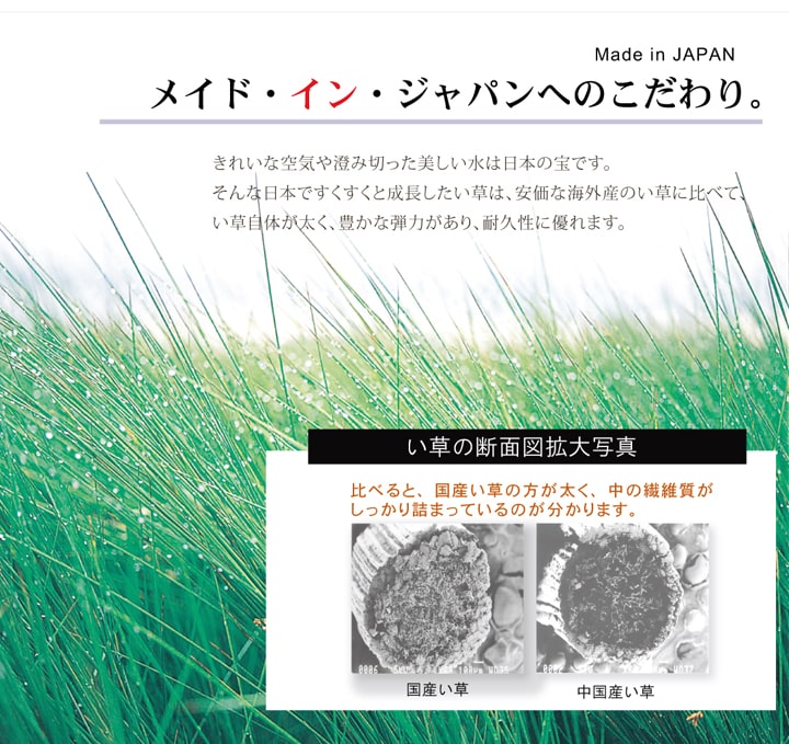 純国産い草を使用したい草ラグ オーディーン